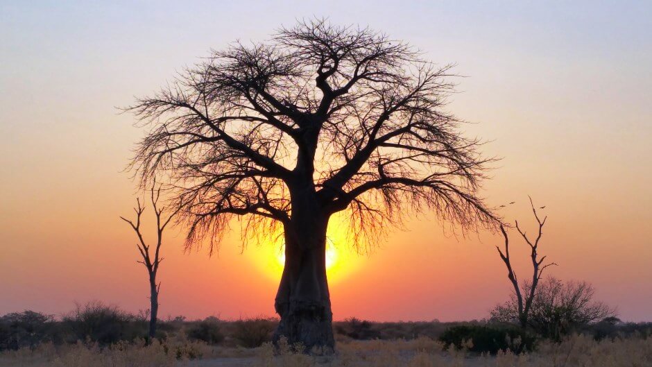 Vue d'un baobab au Botswana.