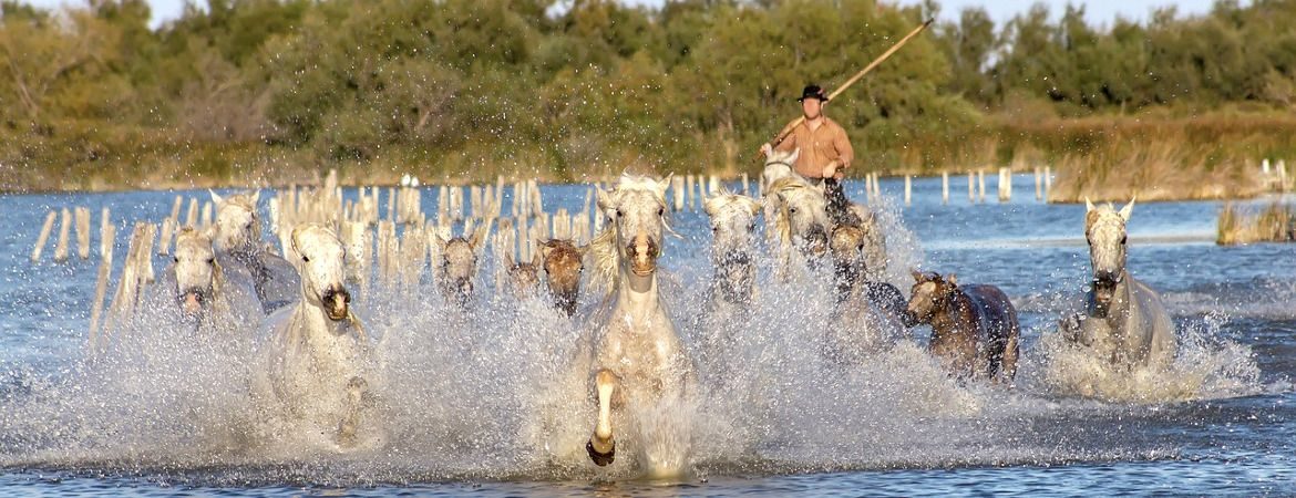 Vue d'une manade de chevaux en Camargue.