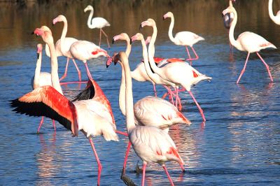 Flamants roses dans un étang en Camargue.