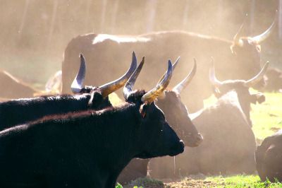 Troupeau de taureaux camarguais.