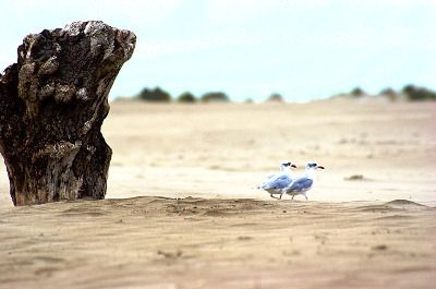 Deux mouettes sur une plage de sable.