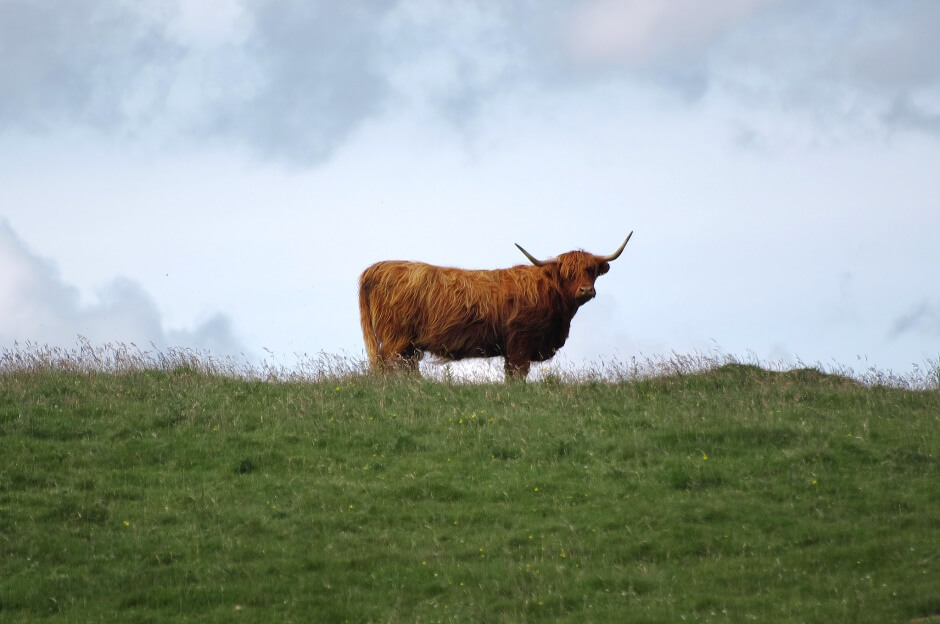 Vue d'une vache en Ecosse.