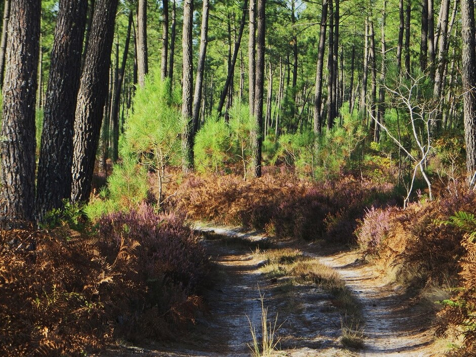 Vue de la forêt des Landes.