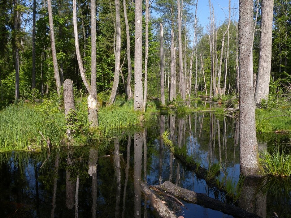 Vue du parc nationale de Białowieża en Pologne.