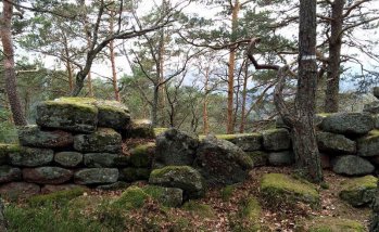 Dans une forêt des Vosges.