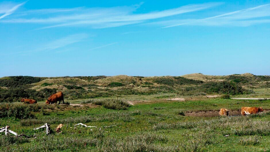 Vaches dans un paysage dunaire aux Pays-Bas.