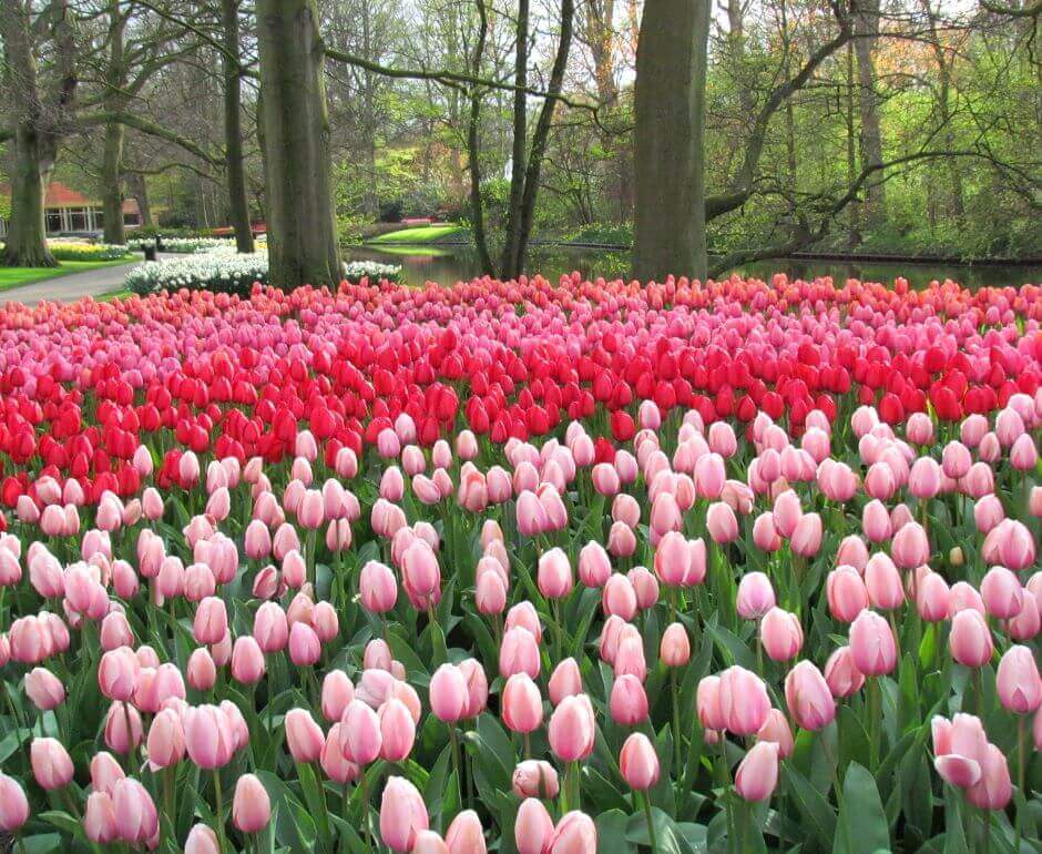 Tapis de fleurs dans un parc aux Pays-Bas.