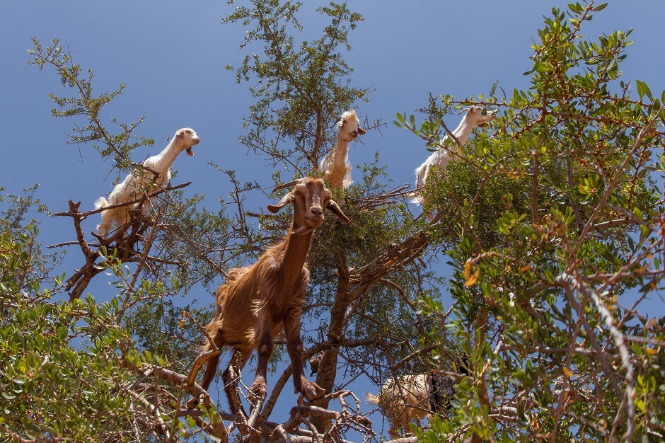 Chèvres perchées dans un arbre au Maroc.