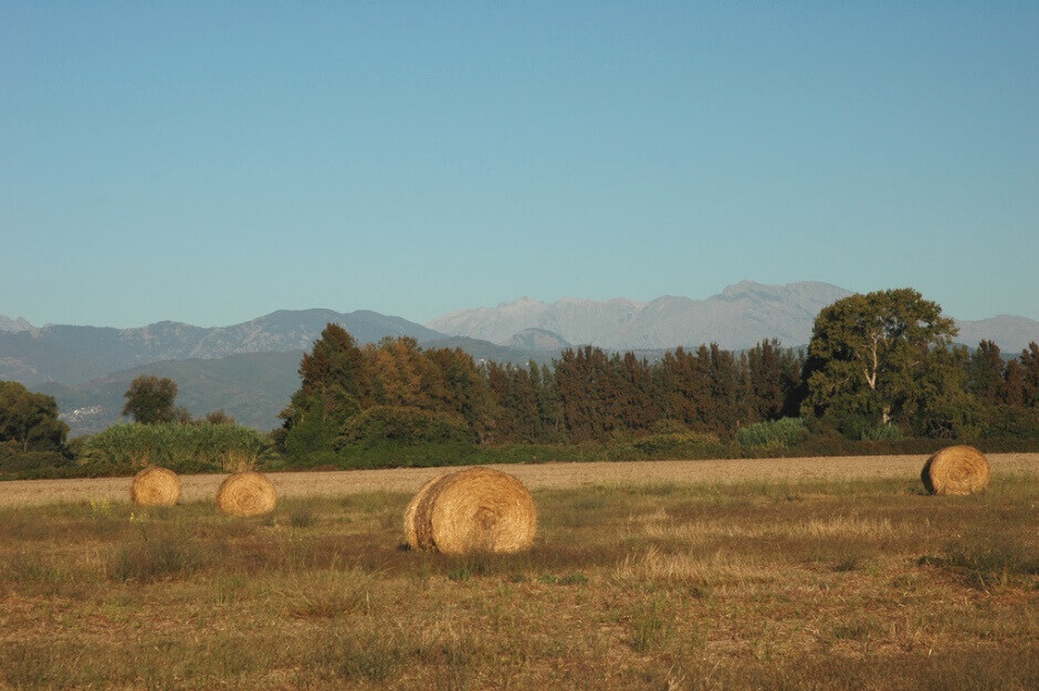 Meules de foin dans un champ en Corse.