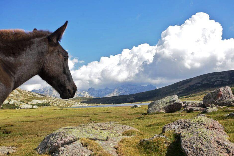 Vue d'un cheval regardant une pelouse de montagne en Corse.