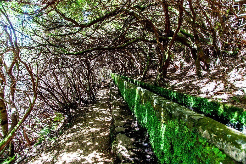 Vue d'un canal d'irrigation au milieu d'une forêt à Madère.