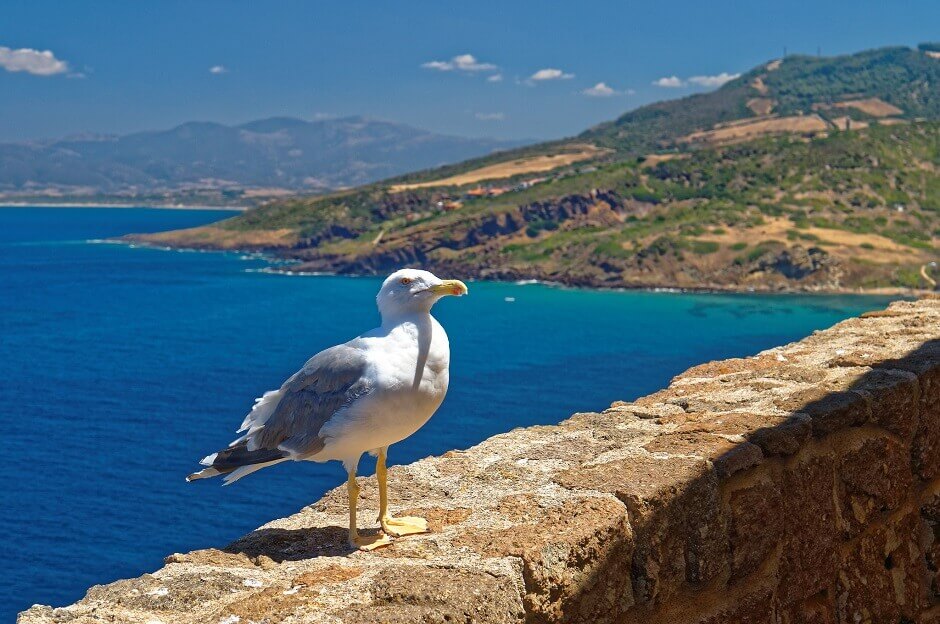 Vue d'une mouette posée sur un mur surplombant la mer en Sardaigne.