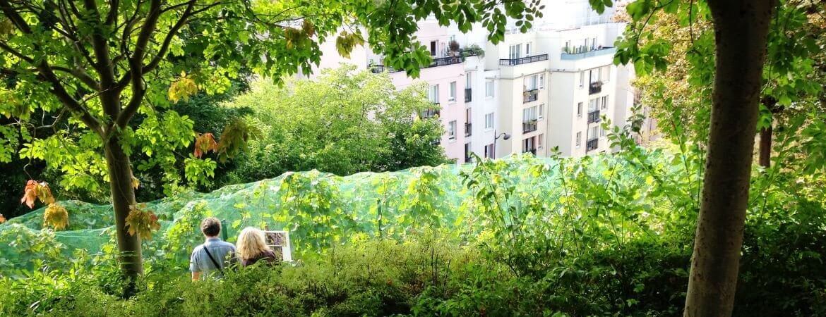 Vue d'un petit vignoble à Paris.