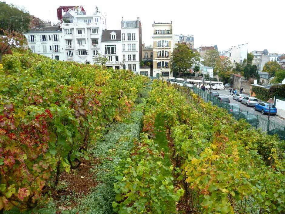 Vue d'un vignoble à Paris.