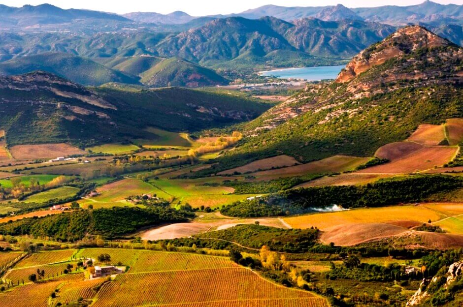 Vue plongeante sur un vignoble entouré de montagnes en Corse.