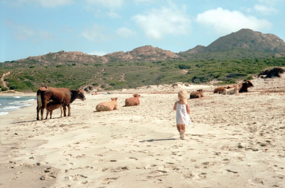 Vue d'une plage de sable en Corse où marche une petite fille et où paissent des vaches.