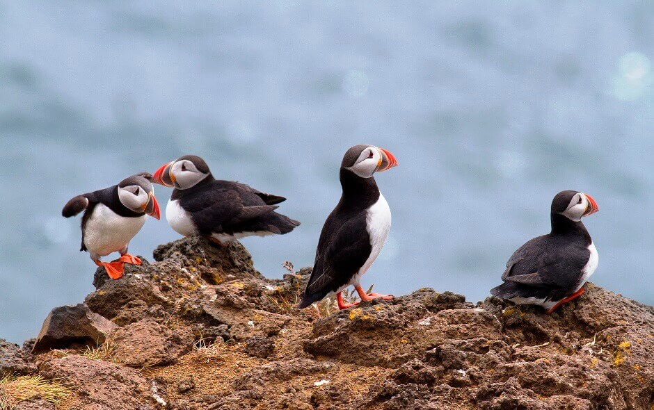 Oiseaux des îles Lofoten en Norvège.