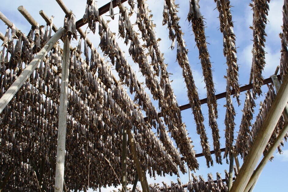 Poissons au séchoir sur les îles Lofoten.