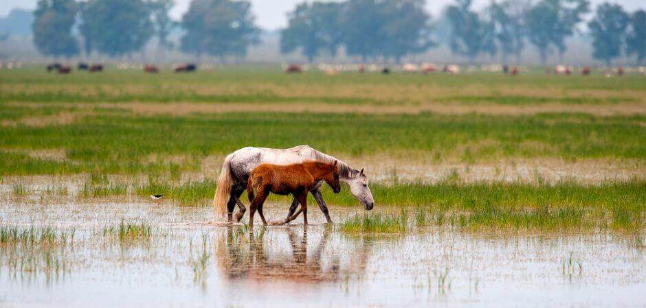 Chevaux dans un marais en Andalousie.