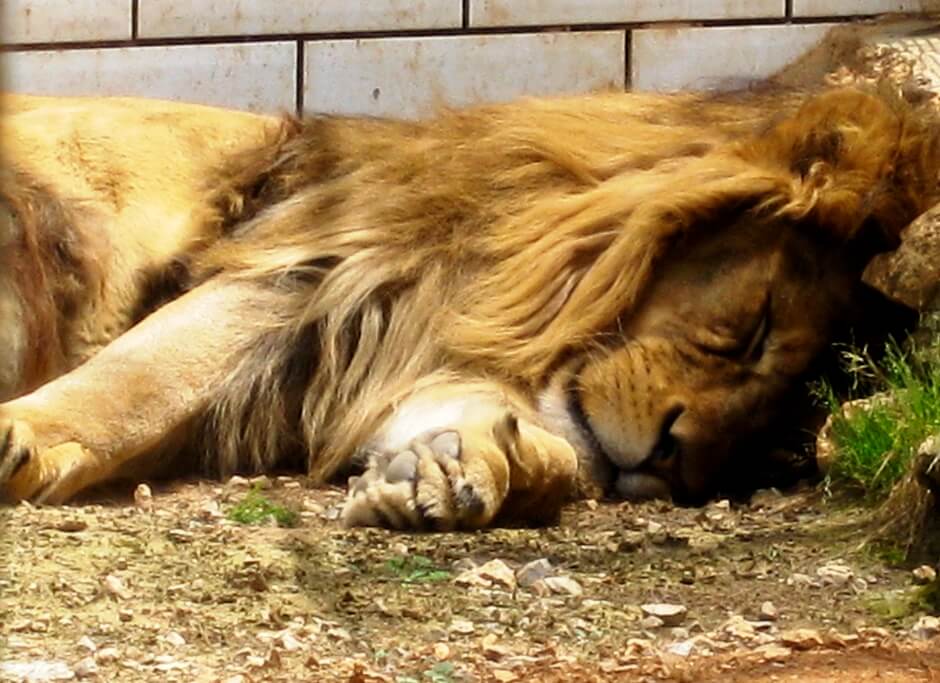 Lion endormi au Safari Zoo