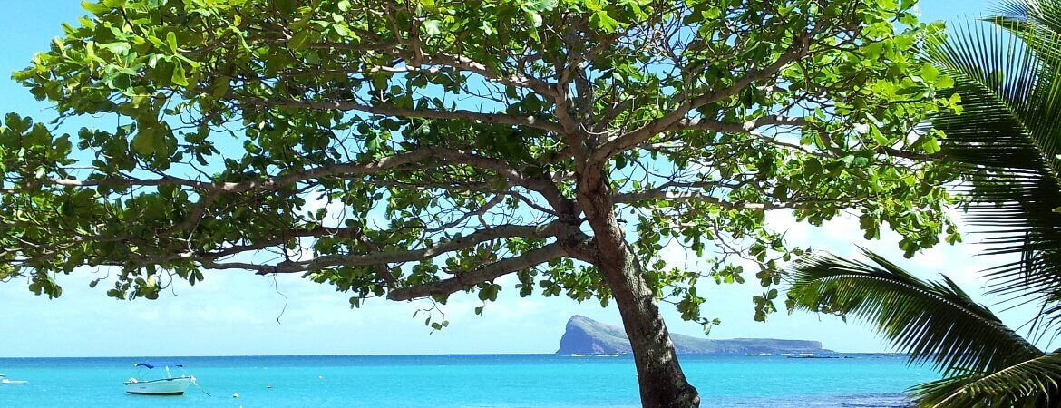 Arbre devant la mer à l'île Maurice.