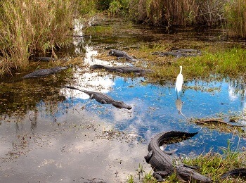 Alligators en Floride.