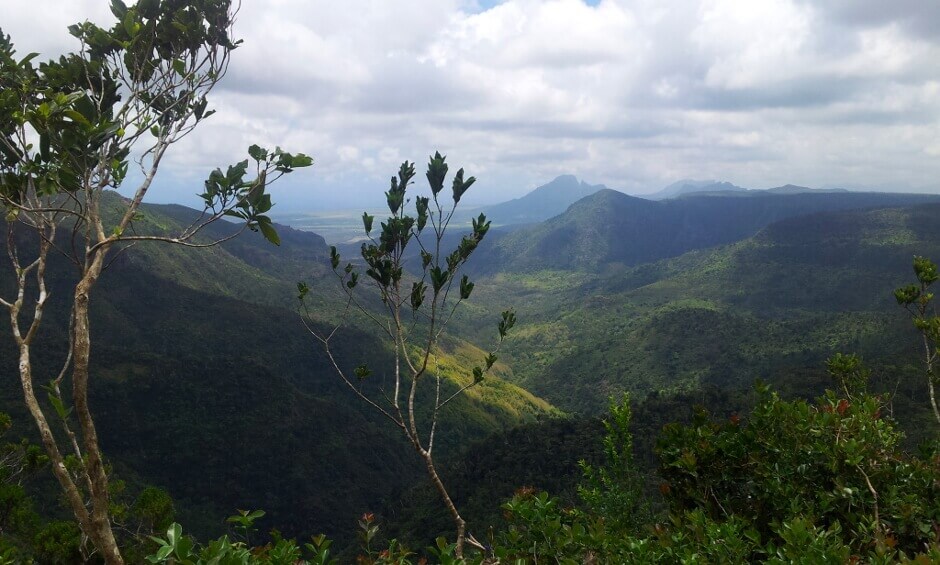 Forêt à l'île Maurice.