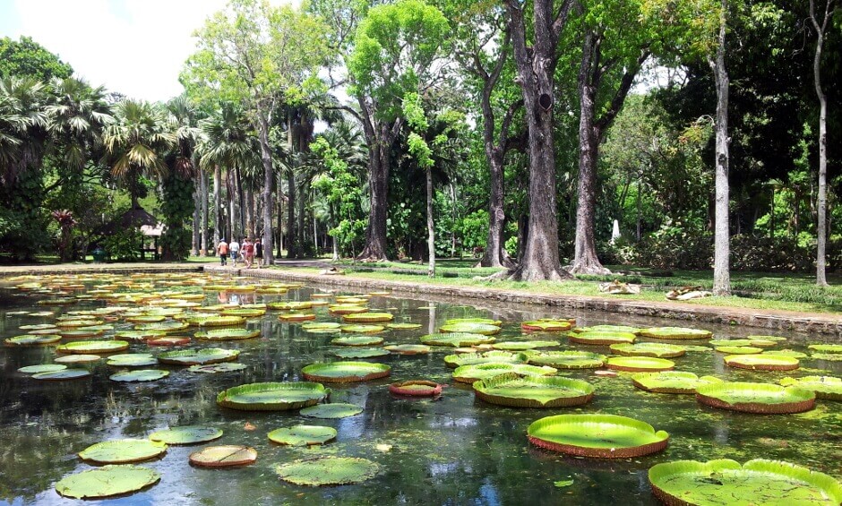 Un jardin à l'île Maurice.