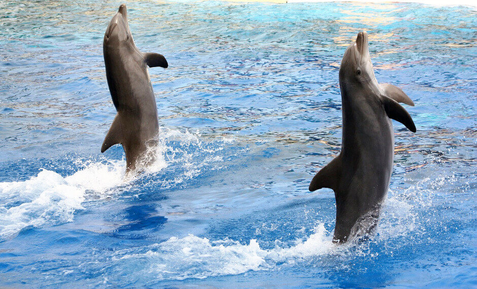 Deux dauphins sautant hors de l'eau.