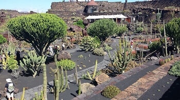 Jardin de cactus à Lanzarote.