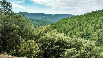 Forêt et montagne dans les Cévennes.