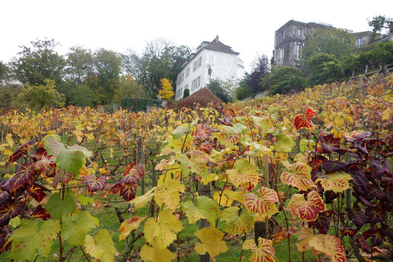 Vignoble de Montmartre, à Paris.