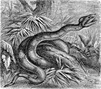 Gravure d'un serpent de Martinique.