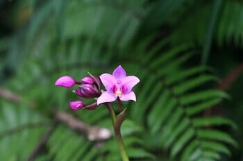 Orchidée sauvage de Guadeloupe.