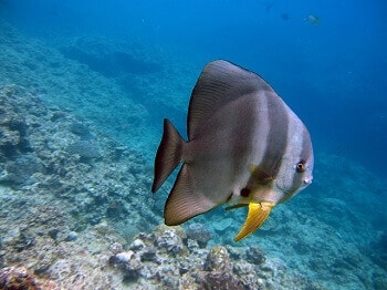 Spot de plongée en Guadeloupe.