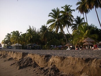 Plage et palmiers à la Martinique.