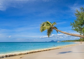 Plage et cocotier en Martinique.