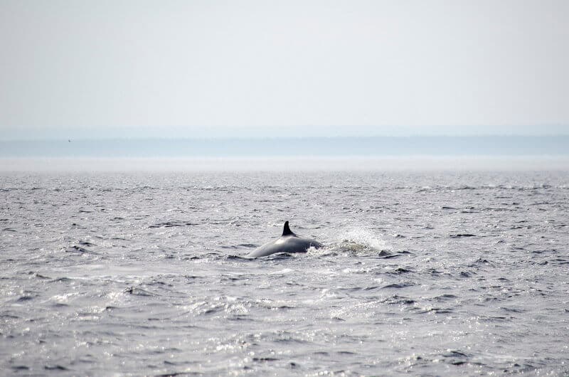 Baleine au Canada.