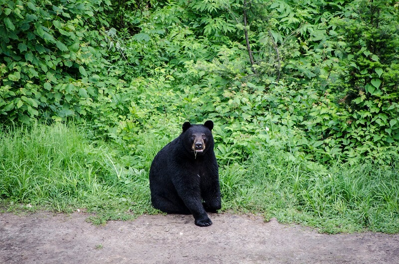 Un ours brun au Canada.