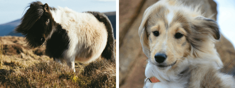 Poney et chien Shetland.