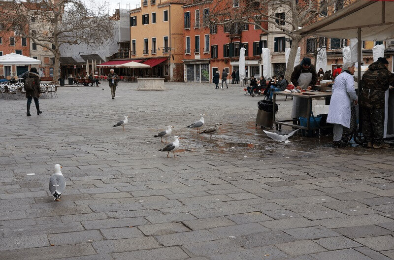 Place et pigeons à Venise.