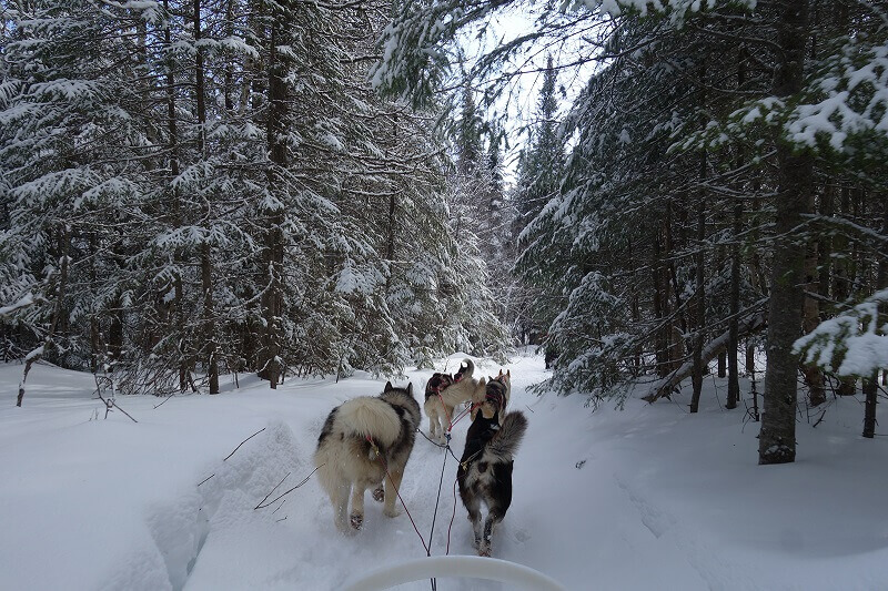 Un traîneau dans une forêt au Canada.