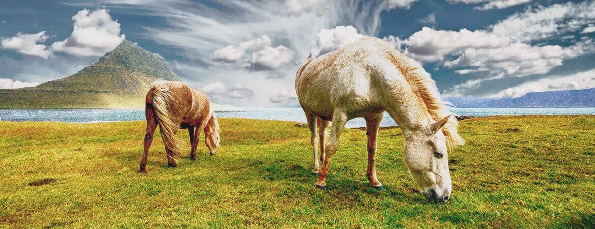 Chevaux en Islande.