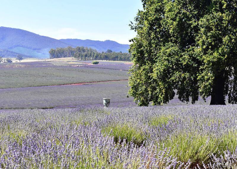 Champe de lavande en Tasmanie.