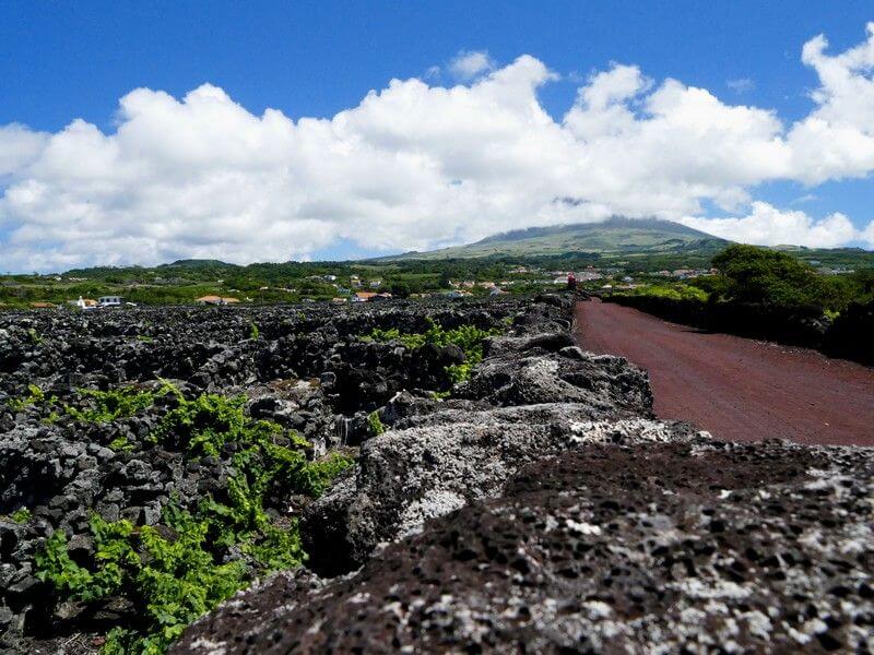 Un vignoble aux Açores.