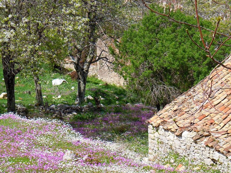 Arbres et fleurs à Corfou.