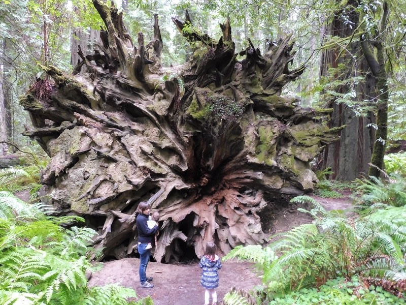 Racines géantes d'un arbre aux USA.