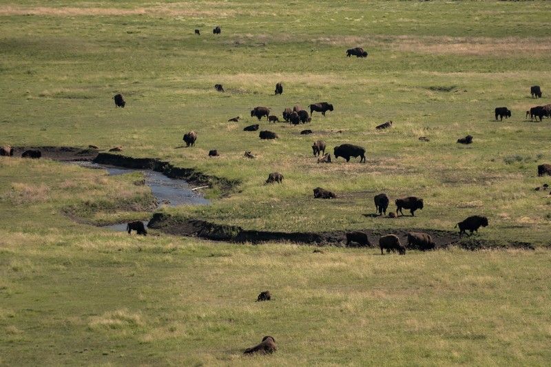 Un troupeau de bisons dans le parc national de Yellowstone.