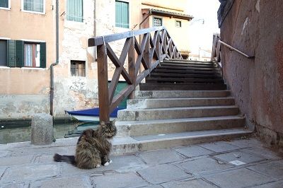 Gros chat devant un pont à Venise.