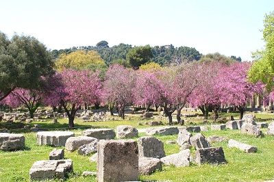 Arbres en fleur à Olympie en Grèce.